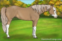 Horse Color:Palomino Splash 
