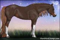 Horse Color:Gray Chestnut 