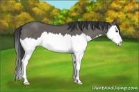 Horse Color:Grullo Sabino Splash 