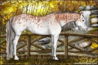 Horse Color:White Spotted Bay Splash  and White Spotted Silver Bay Splash 