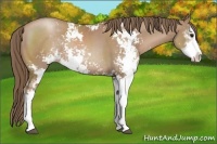 Horse Color:Black Pearl Sabino Rabicano 