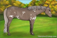Horse Color:White Spotted Silver Black 