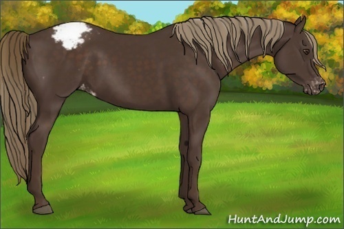 Horse Color:Liver Chestnut Appaloosa 