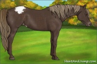 Horse Color:Liver Chestnut Appaloosa 