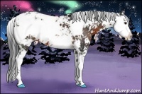 Horse Color:Brown Sabino 