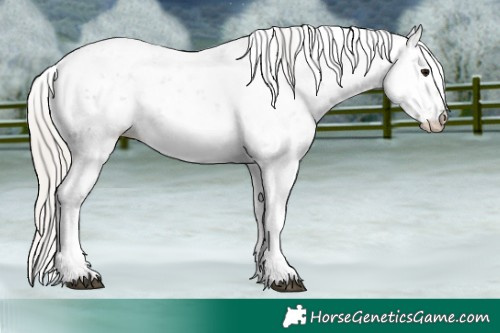 Horse Color:Silver Black Ice Sabino 