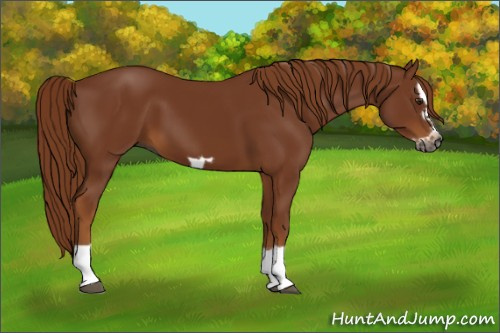 Horse Color:Gray Chestnut Splash Frame 