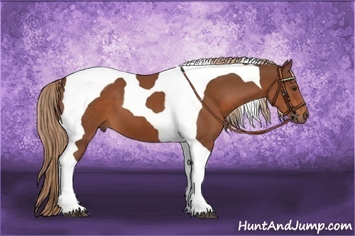Horse Color:Chestnut Tobiano