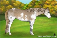 Horse Color:Liver Chestnut Sabino Splash Appaloosa
