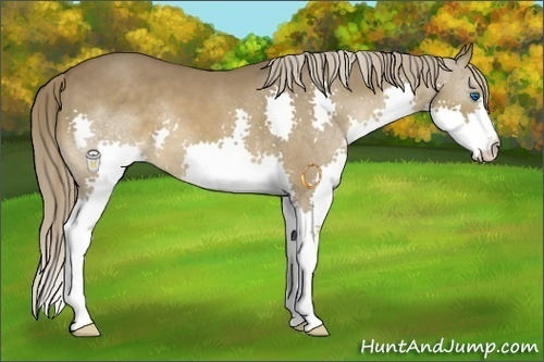 Horse Color:Liver Chestnut Splash 