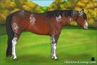 Horse Color:White Spotted Bay Sabino