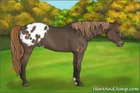 Horse Color:Liver Chestnut Appaloosa 