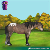 Horse Color:Gray Bay Dun Appaloosa Brindle  and Brown Dun Appaloosa 