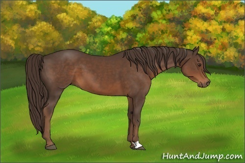 Horse Color:Liver Chestnut 