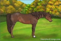 Horse Color:Liver Chestnut 