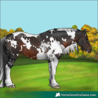 Horse Color:White Spotted Brown Tobiano 