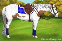 Horse Color:Bay Splash Tobiano Appaloosa