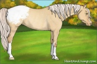 Horse Color:Silver Sable Champagne Dun Snowcap Rabicano 