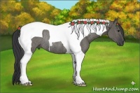Horse Color:Grullo Tobiano Rabicano 