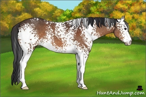 Horse Color:White Spotted Brown 