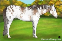 Horse Color:White Spotted Bay Splash Appaloosa 