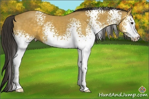 Horse Color:White Spotted Buckskin