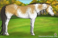 Horse Color:White Spotted Buckskin 