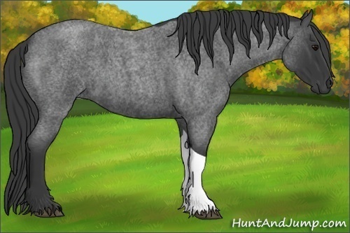 Horse Color:Blue Roan Tobiano 