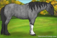 Horse Color:Blue Roan Tobiano 