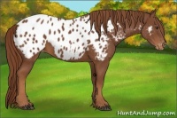 Horse Color:Chestnut Appaloosa