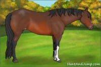 Horse Color:Bay Appaloosa 