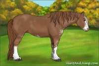 Horse Color:Chestnut Sabino
