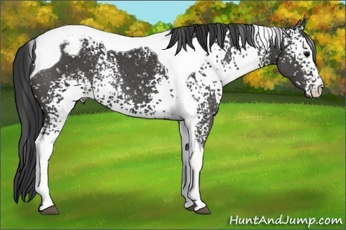 Horse Color:White Spotted Black Tobiano Appaloosa Rabicano 