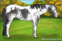 Horse Color:White Spotted Black Tobiano Appaloosa Rabicano 
