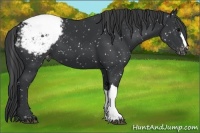 Horse Color:Black Appaloosa