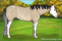 Horse Color:Bay Ice Dun Sabino Splash Rabicano