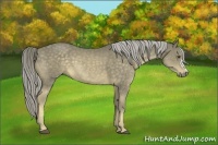 Horse Color:Chocolate Palomino 