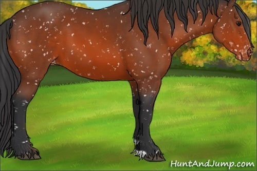 Horse Color:Bay Appaloosa 