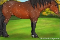 Horse Color:Bay Appaloosa 