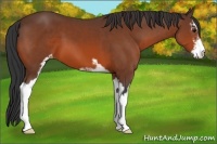 Horse Color:Bay Sabino Varnish