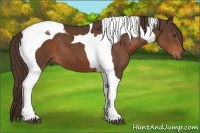 Horse Color:White Spotted Liver Chestnut Ice 