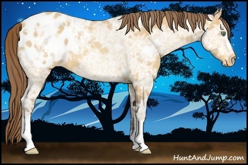 Horse Color:Amber Cream Champagne Ice Appaloosa 