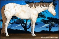 Horse Color:Amber Cream Champagne Ice Appaloosa 