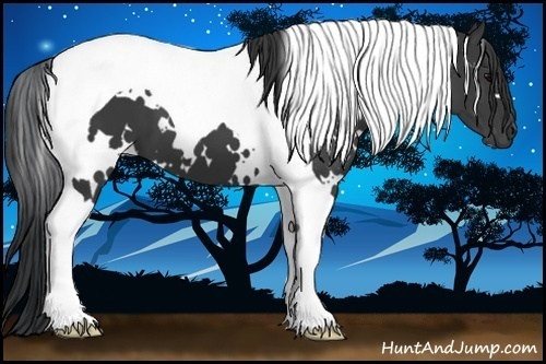 Horse Color:White Spotted Black Tobiano 