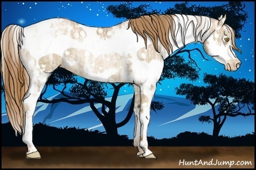 Horse Color:Chestnut Ice Pearl Sabino Appaloosa Rabicano