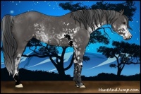 Horse Color:Black Sabino Rabicano