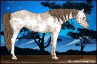Horse Color:Black Ice Pearl Sabino Splash 