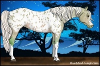 Horse Color:Watercolor Silver Brown Dun Appaloosa