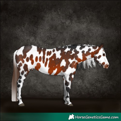 Horse Color:Brown Appaloosa 