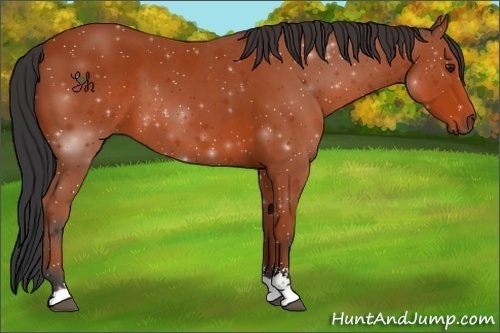 Horse Color:Bay Sabino 